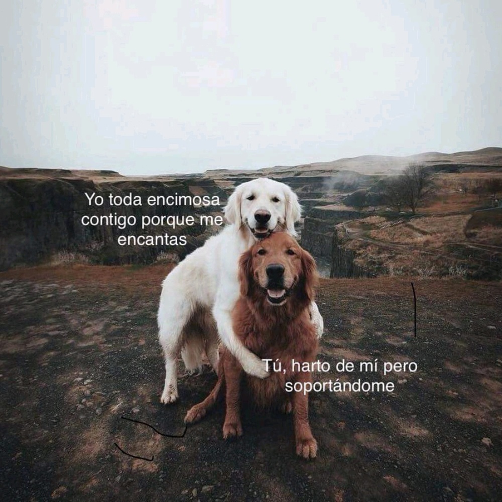 Meet your Posher, Gali